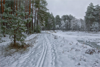 Im Wald / ***