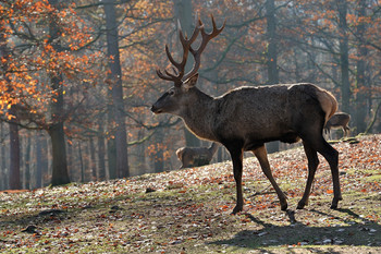 in the autumn forest / ***