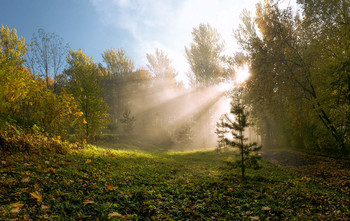 Morning / ***