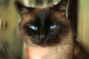 MOMOcat - bad cat / The cat with the most disgusting character on Earth.