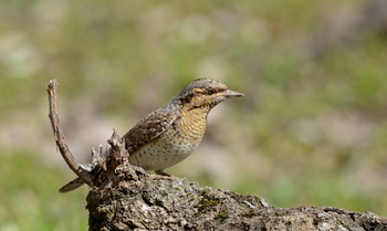 Wryneck. / ***