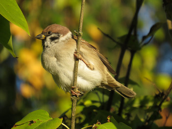 Sparrow / ***
