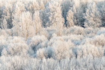 Hoarfrost / ***