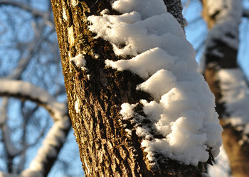 Winter-Skizzen / ***