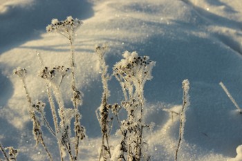 Winter sketches / ***