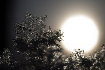 Winter sketches / ***