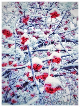Winter sketches / ***