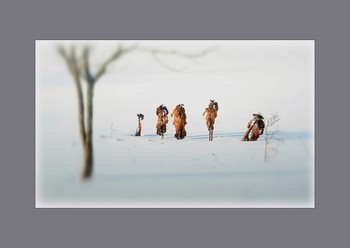 Winter sketches / ***