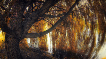 Willow / ***