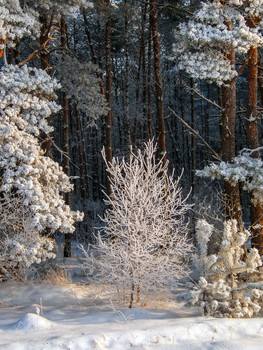 Winter sketches / ...
