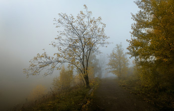 Tree. / ***