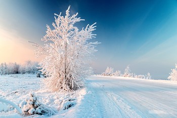 The Winter's Tale / ***