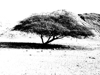 Tree. / ***