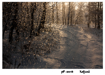 PF-2019 / ***