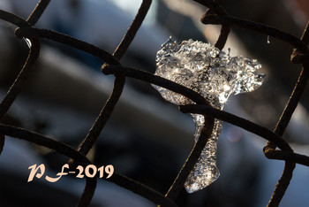 PF-2019 / ***
