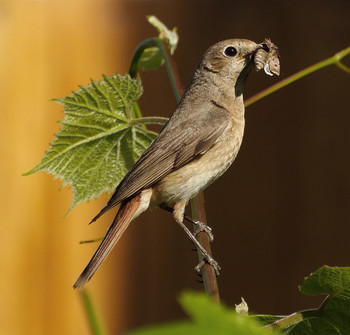 Successful hunting / ***