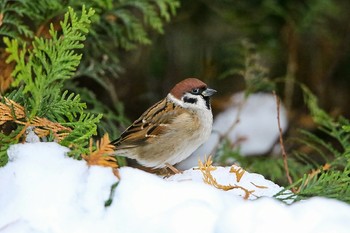 Sparrow / ***