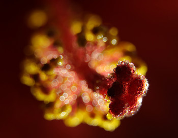 Hibiscus / ***