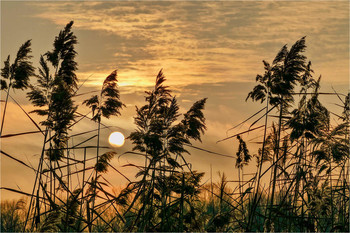 The tired sun / ***