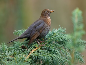 Weihnachtsstimmung / ***