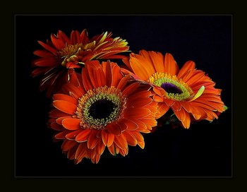 Gerberas / ***