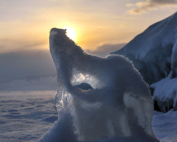 wolf / ***
