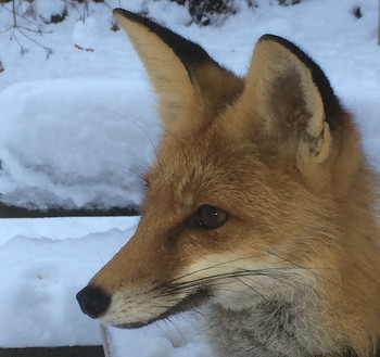  / Nixie fox. iPhone 5S