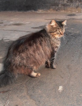 Abendspaziergang / ***