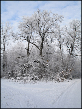 in the winter forest / ***