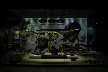 Museum / ***