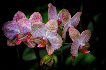 Orchids / ***