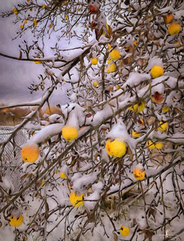 Antonovka / ***