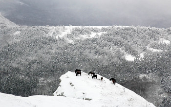 Horses Demerji / ***