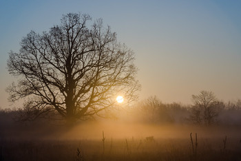 Cold morning / ***