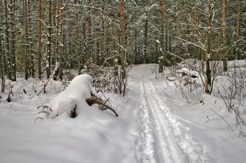 Winterwald / ***
