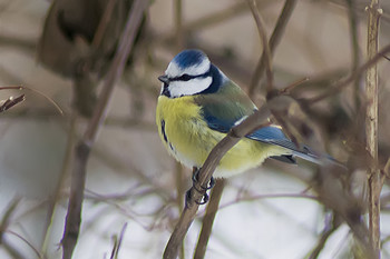 Blaumeise / ***