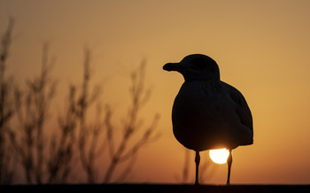 SEAGULL / ...