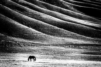 Black and white / ***