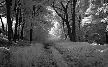 Black and white / ***