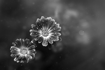 Black and white / ***