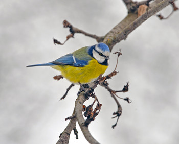 Blue tit / ***