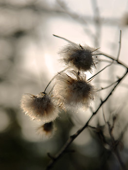 Fluffy Winterreifen / ***