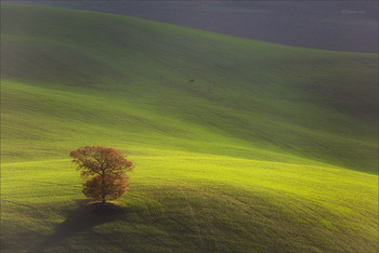Lonely tree / ***