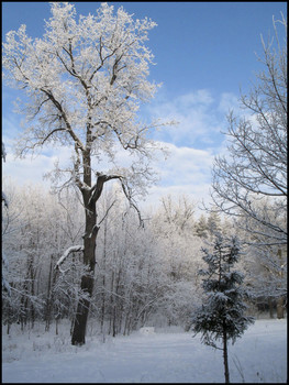 in den Winterwald / ***