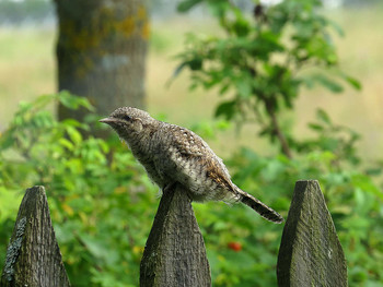 Wryneck / ***