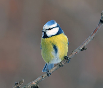 Blaumeise / ***
