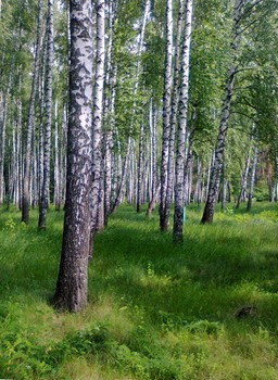 Birch Grove / ***