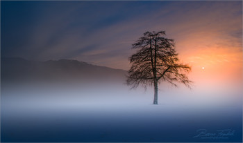 Lärche im Winterkleid / Morgens an einen ruhigen Ort in der Obersteiermark.