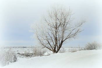 Winter sketch. / ***
