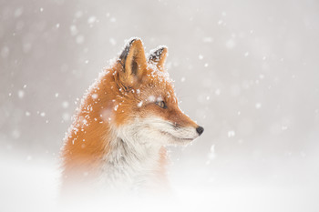 und der Schnee geht ... / ***